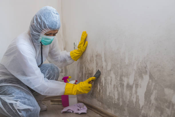 Best Environmental Consulting for Mold Prevention  in Ridgewood, NJ