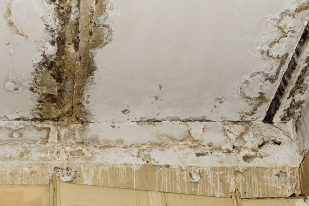 Best Forensic Mold Investigation  in Ridgewood, NJ