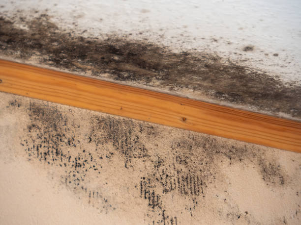 Best Commercial Mold Inspection  in Ridgewood, NJ