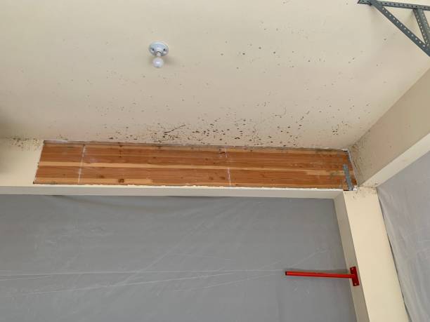 Best Asbestos and Lead Testing During Mold Inspection  in Ridgewood, NJ