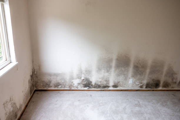 Best Post-Remediation Verification Testing  in Ridgewood, NJ