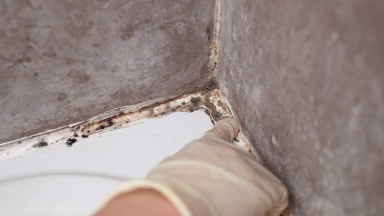 Best Air Quality Testing for Mold Spores  in Ridgewood, NJ